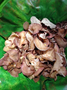 the raw ear mushroom in a basket