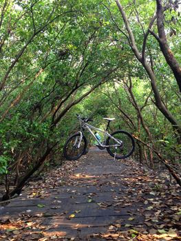 the bike on a wood path in forest