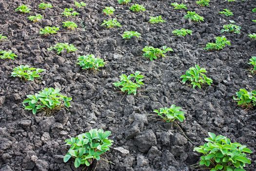 beds in the garden with strawberry bush