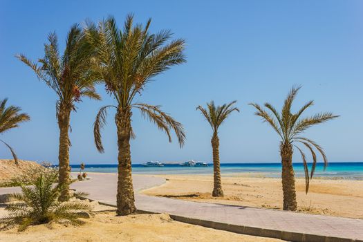 Palm trees on the beach in Egypt on the Red Sea