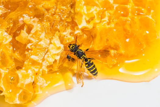 still life with pieces of a honeycomb with honey