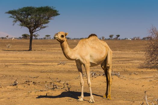 Desert landscape with camel. Sand, camel and blue sky with clouds. Travel adventure background.