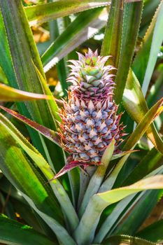 Fresh pineaple fruit on bush with leaves