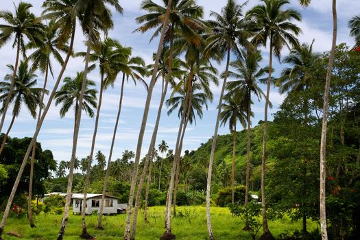 Local house in palm grove, Vanua Levu island, Fiji, South Pacific