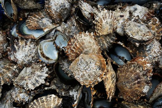 Pile of oyster shells at pearl farm, Vanua Levu island, Fiji, South Pacific