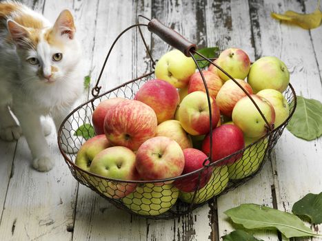basket with frtesh ripe apple and cat 