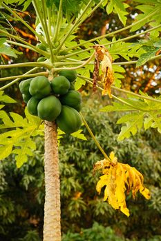Papaya plant (Carica papaya) with green fruit, Vanua Levu island, Fiji