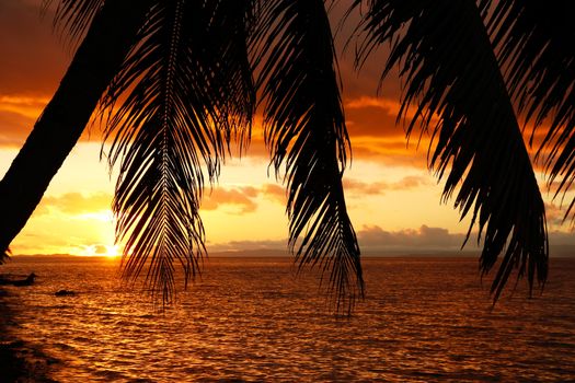 Silhouetted palm tree on a beach, Vanua Levu island, Fiji, South Pacific