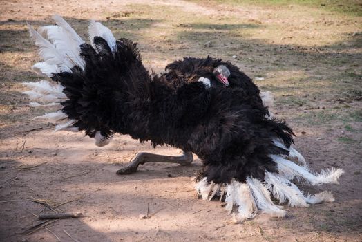 Ostrich run over the savanna