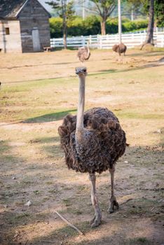 Ostrich Running