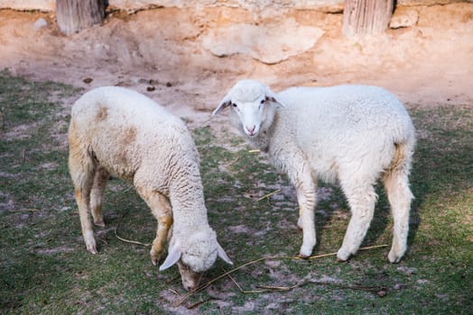 Two sheep in green meadow, together,