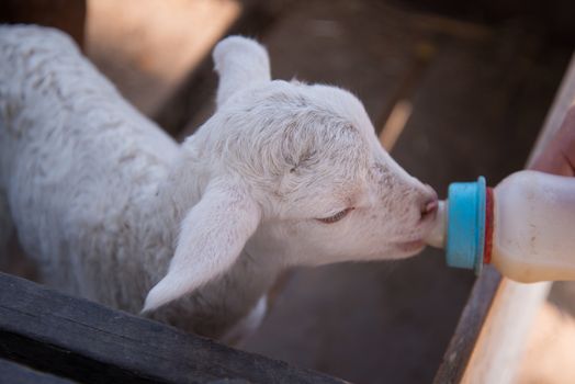 Feed baby sheep with milk fed from bottle.