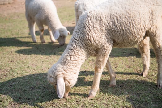 Grazing sheep