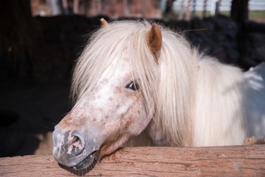 Horse in stable