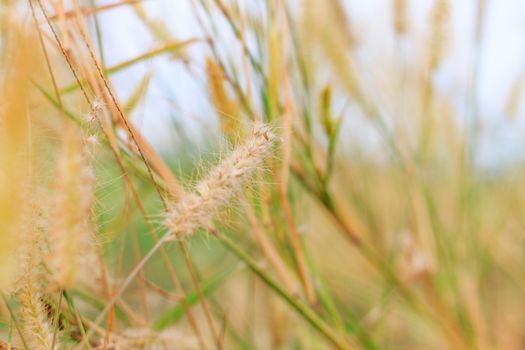 Detail of  flowering grass blossoms