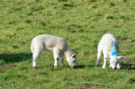 Pair of Lambs in Field