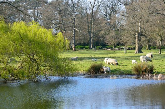 Lambs in English Countryside with lake