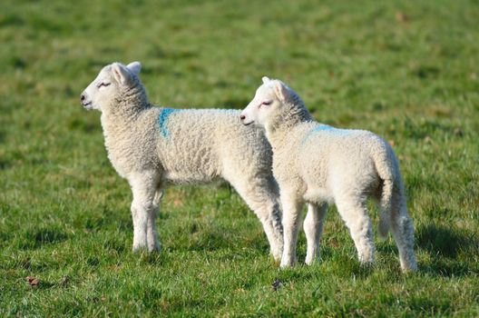 Two lambs together in field