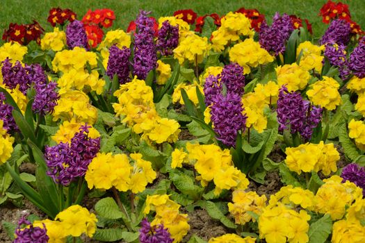 Bright Flowers in flowerbed