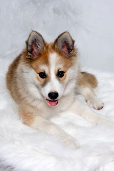 Norwegian lundhund dog is resting and is looking in the camara. Some people also call it a Norwegian Puffin Dog.