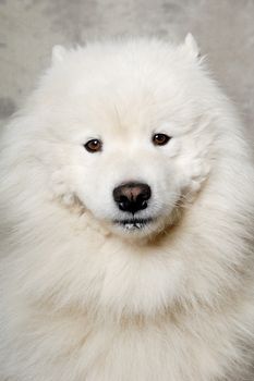 Samoyed dog with happy face