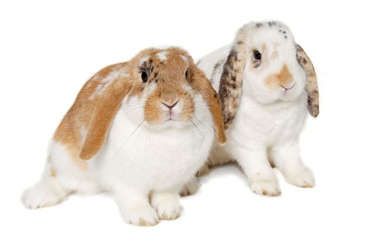 Two sweet rabbits is sitting on a white background
