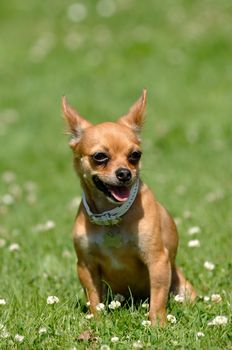 Chihuahua puppy dog is sitting on green grass