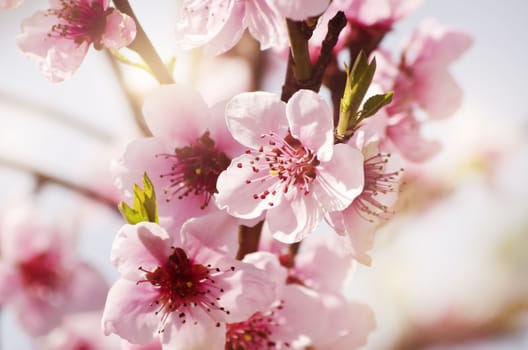 Photo of Tree Spring Blossom Flower Background 