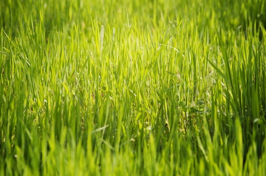 Photo of the Spring Green Grass Sunny Background