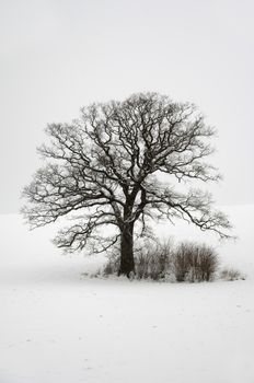 Tree on hill at winter. The ground is coverd with snow.