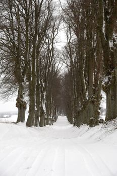 Pathway with trees on boath sides. Taken at winter time.