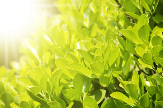 Abstract Spring Green Leaves Sunny Vitality Background