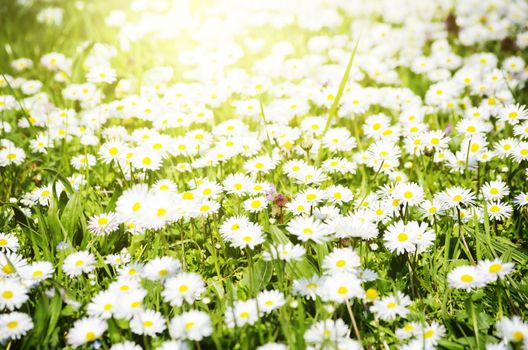 Photo of the White Daisies  Sunny Meadow
