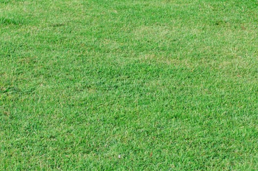 A background of green grass.