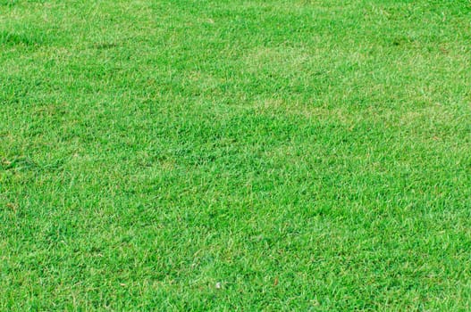 A background of green grass.