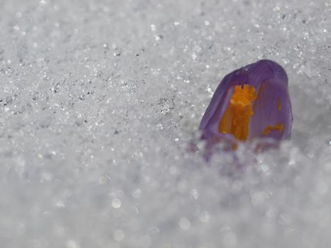 Bud of crocus flower in snow