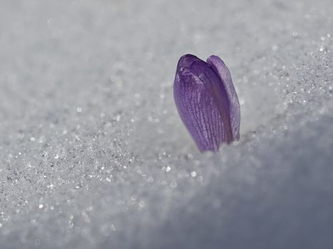 Bud of crocus flower in snow        