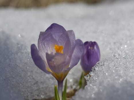 Crocus flower macro in snow