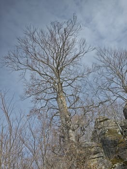 tree and stones with moss on the mountain Karadzica