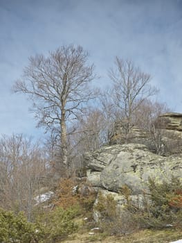 trees and stones with lichen in mountain Karadzica     