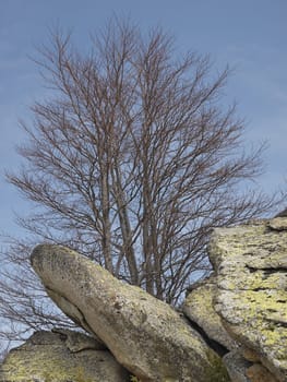 tree and stones with lichen on the mountain Karadzica 