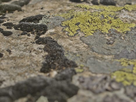 stone with lichen in mountain macro