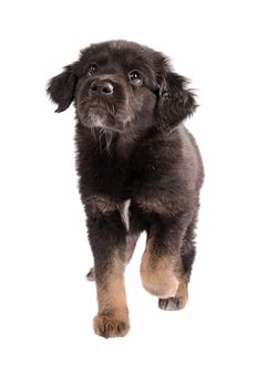 Cute black and brown mixed-breed puppy walking on white, looking up