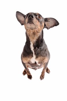 Chihuahua sitting on a white background looking up