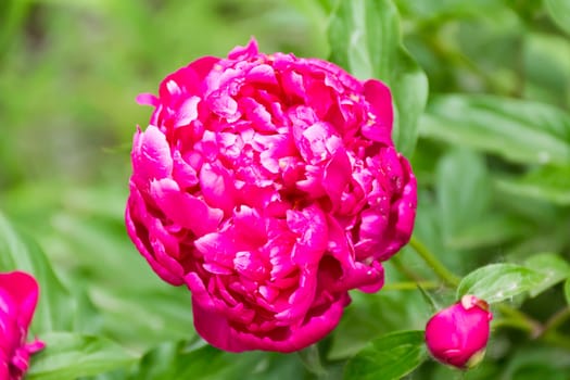 Photo of pink peony on green background