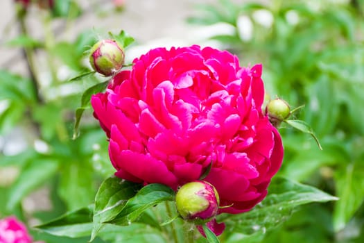 Photo of pink peony on green background