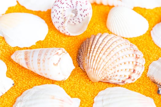 Photo of lot seashells on color towel