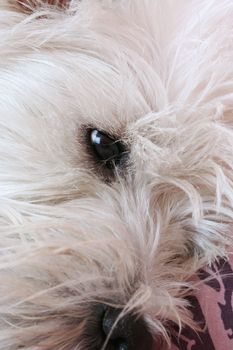 Close-up of westie dog face .