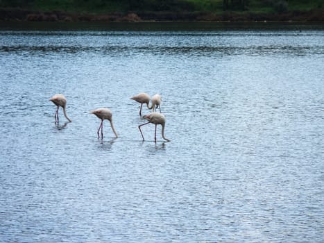 Flamingos in the Psifta lake