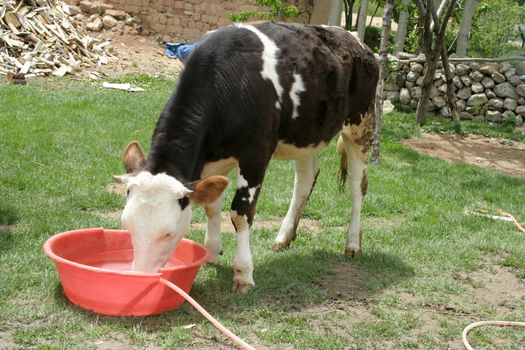 Cow drinking water